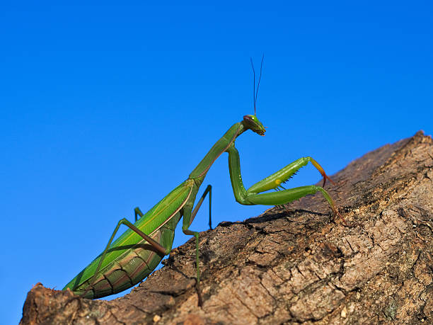 istock European or praying mantis (Mantis religiosa) 613223680