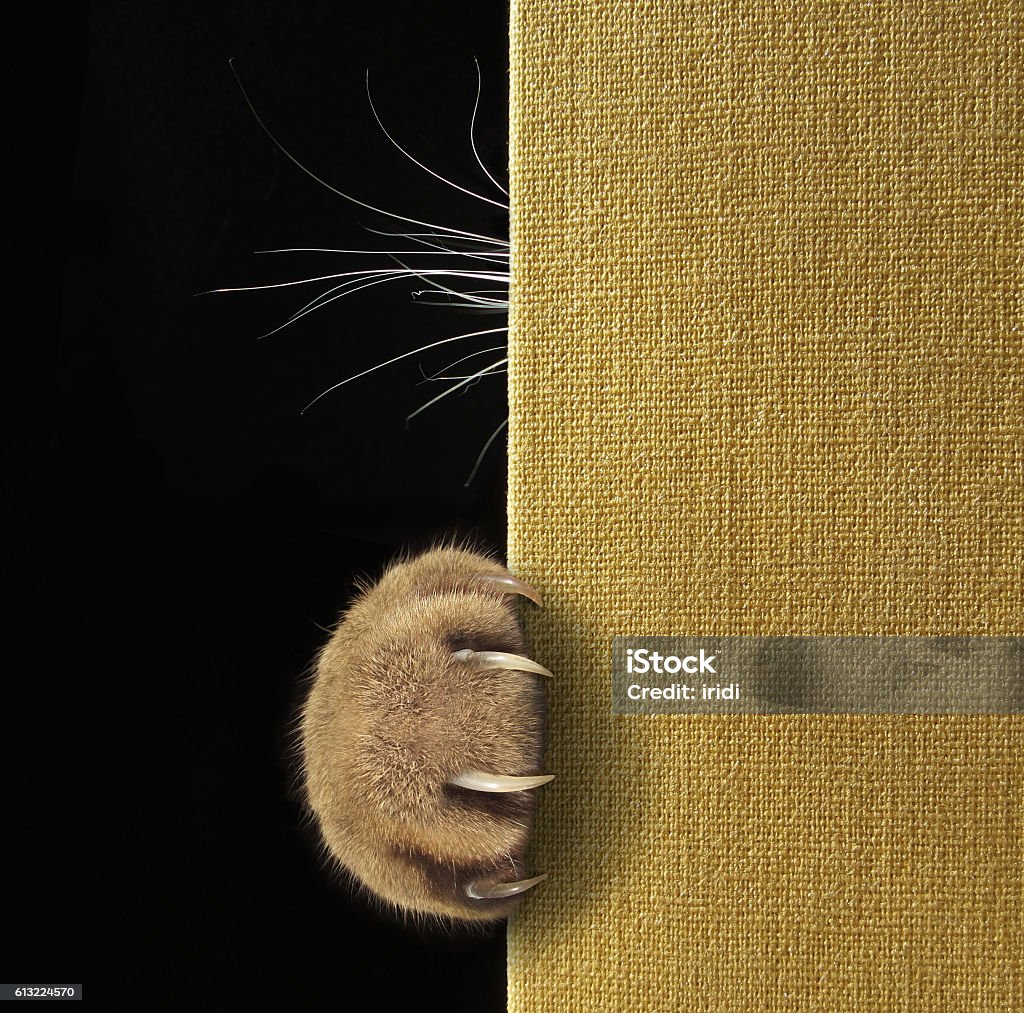 Cat's paw and whiskers on a book A cat's paw with long and sharp claws and whiskers on a book cover. Ana Animal Body Part Stock Photo