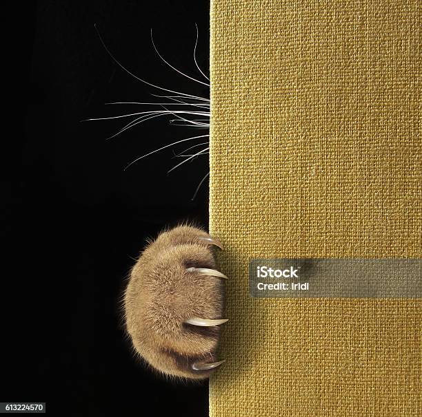 Cats Paw And Whiskers On A Book Stock Photo - Download Image Now - Animal Body Part, Animal Whisker, Book