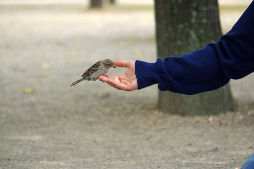 a sparrow bird eating bread from outstretched hand