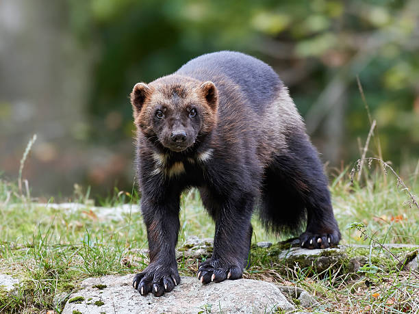 Wolverine Stock Photo - Download Image Now - Wolverine - Weasel Family, Animal, Animal Wildlife - iStock Wolverine Stock Photo - Download Image Now - Wolverine - Weasel Family, Animal, Animal Wildlife - iStock