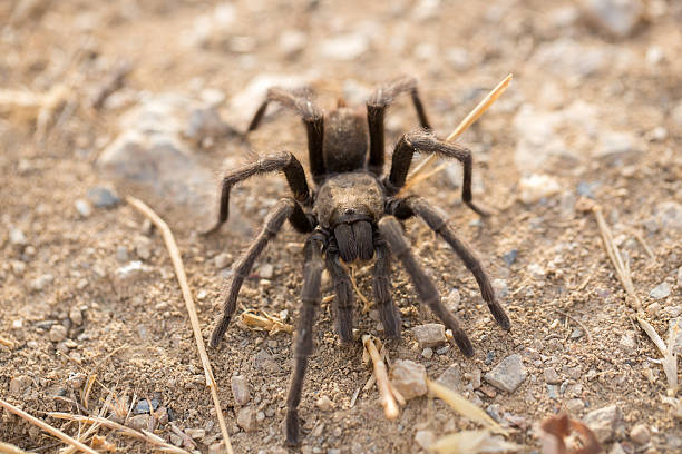 istock Tarantula looking for love in mating season. 613224858