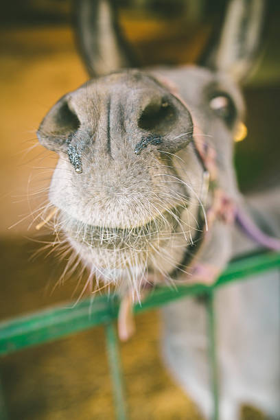 istock Cute donkey on the farm 613226262