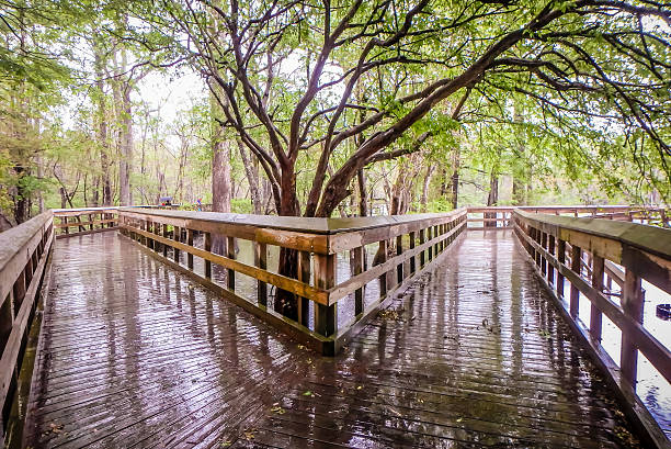 istock nature at morrison springs florida 613226480