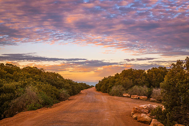 strada sterrata nell'entroterra rurale australiano. paesaggio naturale a remo - entroterra foto e immagini stock
