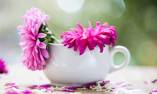 istock Beautiful pink aster flowers and falling petals 613226934
