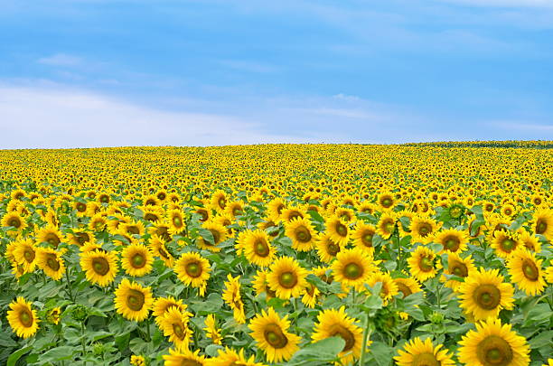 istock field with flowering sunflowers 613227402