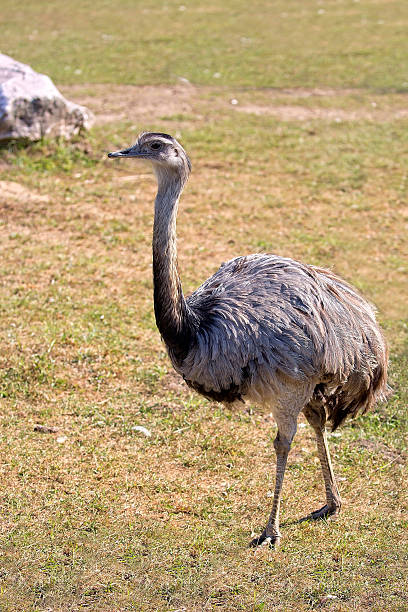istock Rhea americana in a clearing 613227514