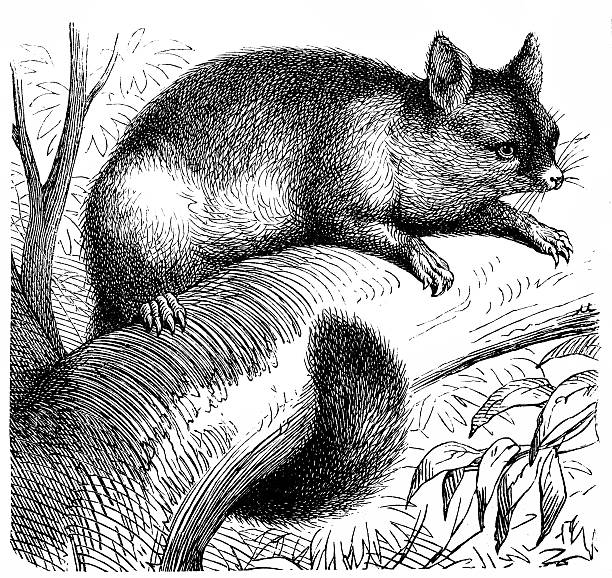 Common brushtail possum (Trichosurus vulpecula) Illustration of a Common brushtail possum (Trichosurus vulpecula) possum nz stock illustrations