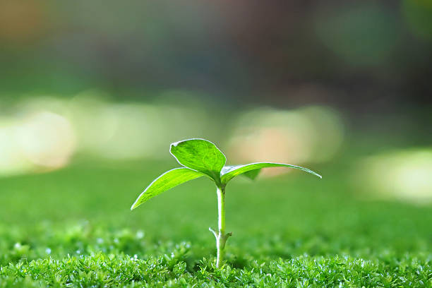 grüner farn, mos und kleine pflanze nahhintergrund - fern leaf plant close up stock-fotos und bilder