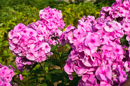 Pink garden phloxes (Phlox paniculata). Close up.