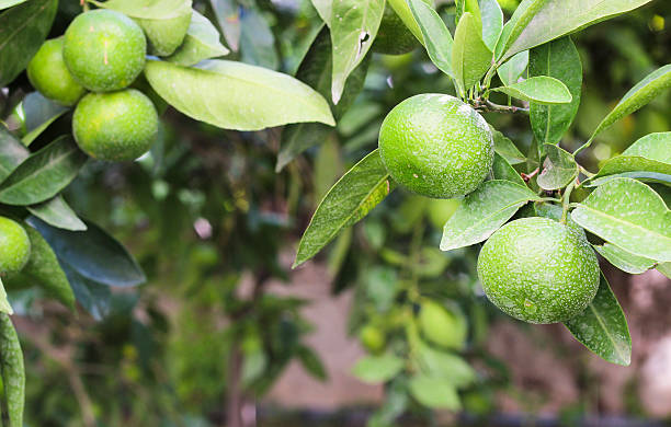 istock Unripe green tangerines on a tree branch 613228336
