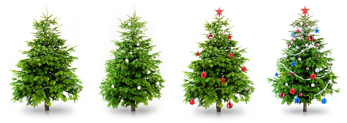 Christmas Trees Isolated on White
