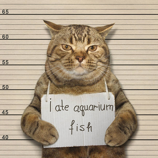 istock The cat ate aquarium fish 613228386
