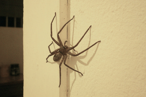 Large spider on the wall waiting to catch a prey.