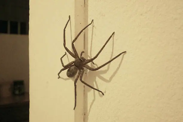 Photo of Large spider on the wall