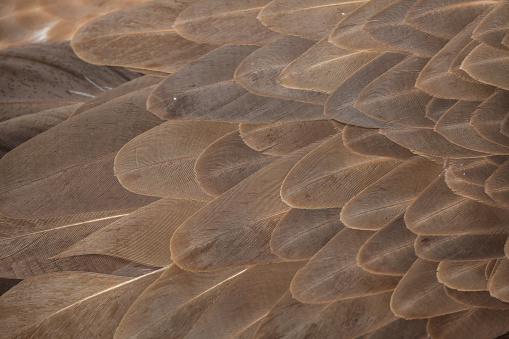 Griffon vulture (Gyps fulvus). Plumage texture.