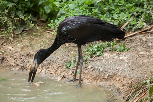 African openbill (Anastomus lamelligerus). African openbill (Anastomus lamelligerus). Wildlife animal. african openbill anastomus lamelligerus stock pictures, royalty-free photos & images