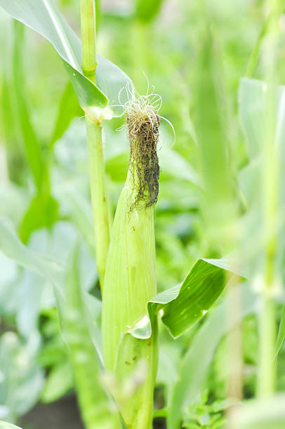 istock corn plant in the vegetable garden 613230664