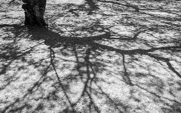 istock Shadow of a tree on the floor. 613230824