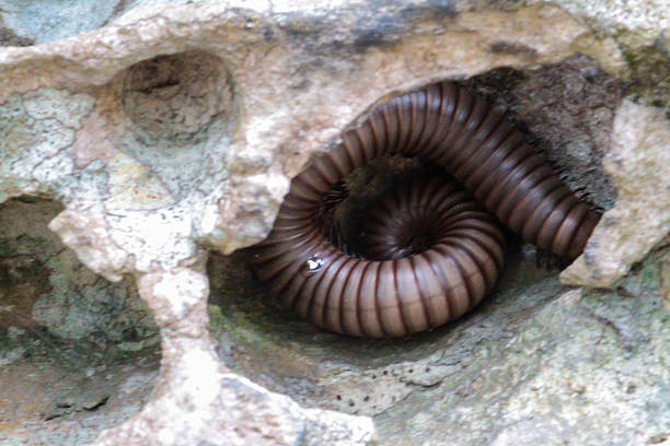 istock Millipede living in the rock. 613230860