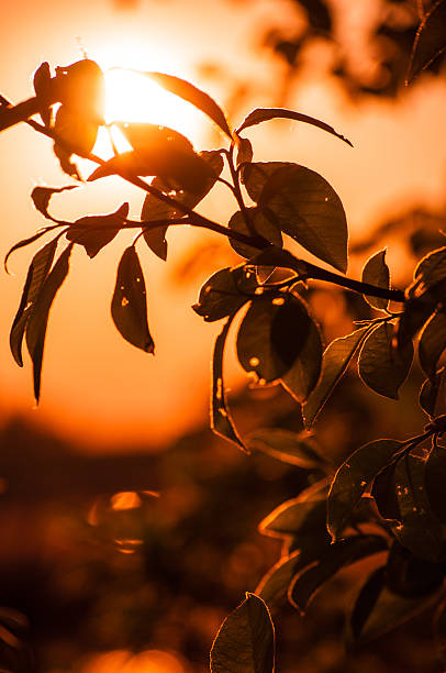 Picture of beautiful orange sunset
