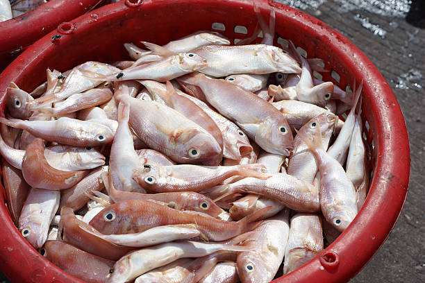 istock Fresh red snapper on ice kept pending transportation to market 613232902