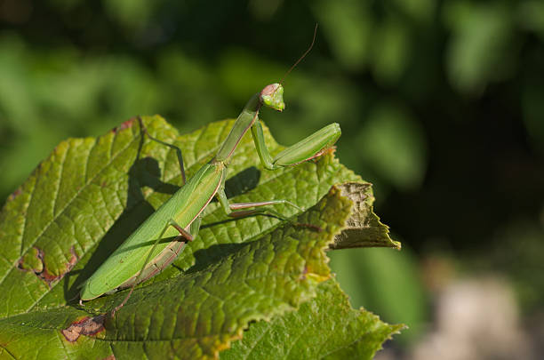 istock European or praying mantis (Mantis religiosa) 613233282