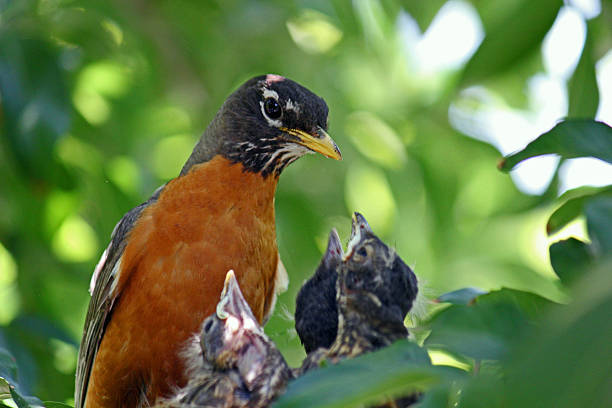 istock Mother bird feeding her chicks 613234572
