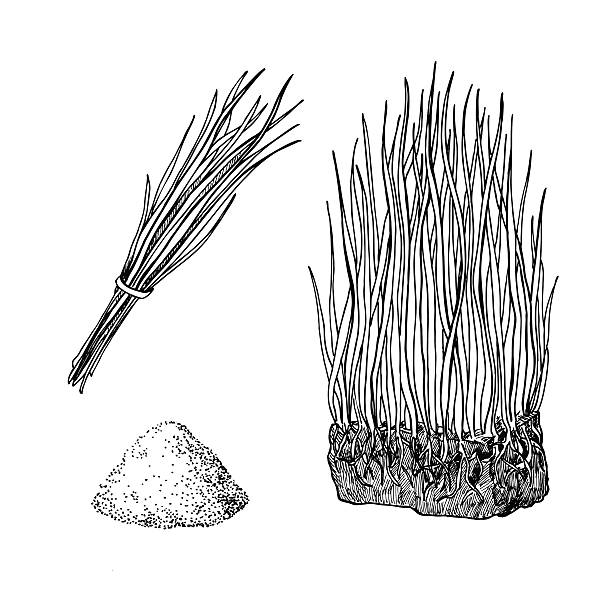 ячменная трава и порошок вектор суперпродуктов рисунок. изолированная рука - barley grass illustrations stock illustrations