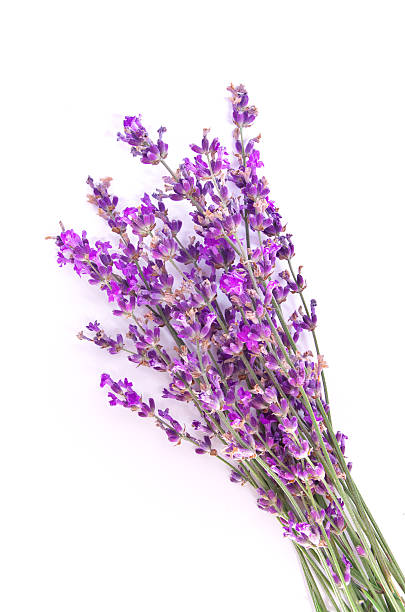 istock Bunch of lavender 613235642