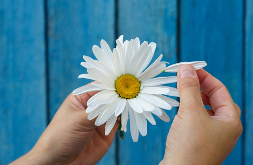 Human hands tear on a petal from a head of daisies on a blue background, top view
