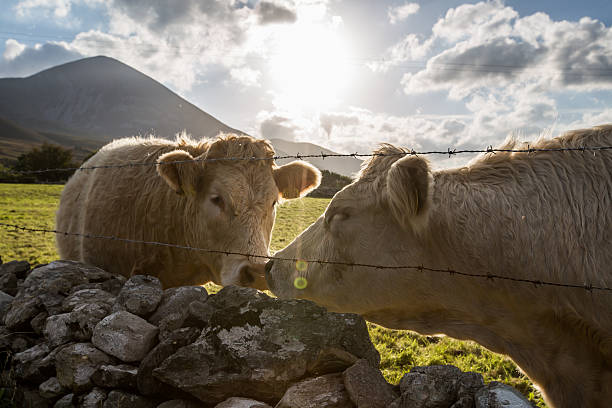 istock Two white cows touching noses in field 613235756