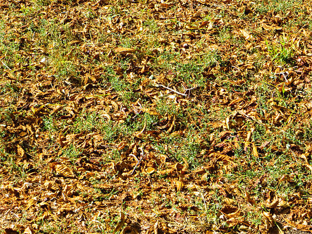istock Background with dry leaves. Autumn, fall 613236356