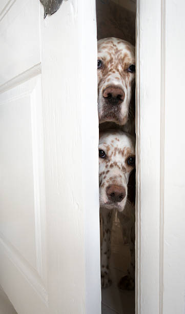 istock English Setters trying to enter through slightly open door, Norway 613236710