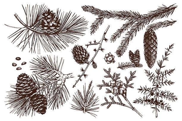 Vintage evergreen plants sketch set - fir, pine, spruce, larch, juniper, cedar, cypress. Christmas decoration elements.