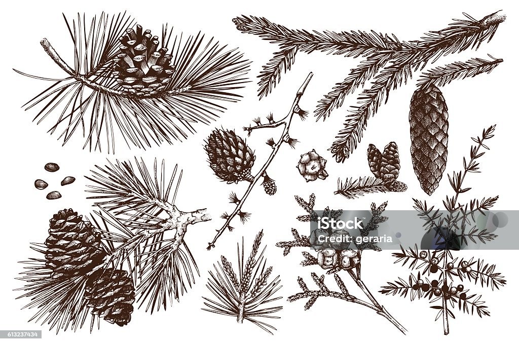 Vector collection of conifers illustration. Vintage evergreen plants sketch set - fir, pine, spruce, larch, juniper, cedar, cypress. Christmas decoration elements. Pine Tree stock vector