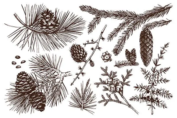 Vector illustration of Vector collection of conifers illustration.