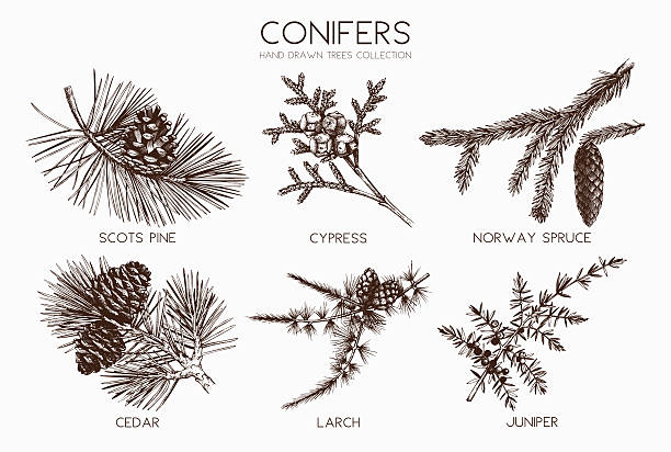 수엽수 일러스트레이션의 벡터 컬렉션입니다. - cypress tree 이미지 stock illustrations