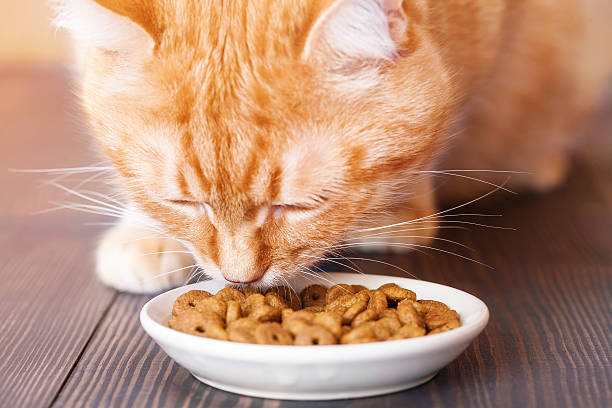 istock Red cat eating dry food from a plate 613238376