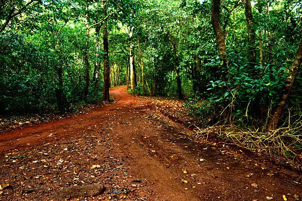 Photo of Two  Road in forest