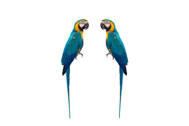 Photo of Beautiful bird Blue and Gold Macaw