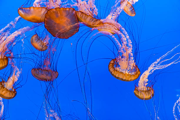 istock jelly fishes in the deep blue ocean 613239908