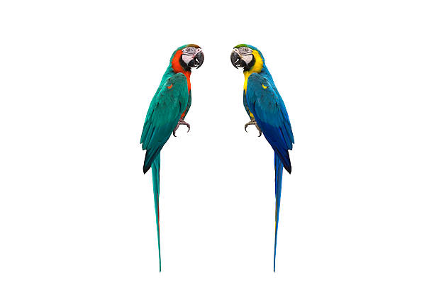 bellissimo uccello ara blu e oro - claw rainforest outdoors close up foto e immagini stock