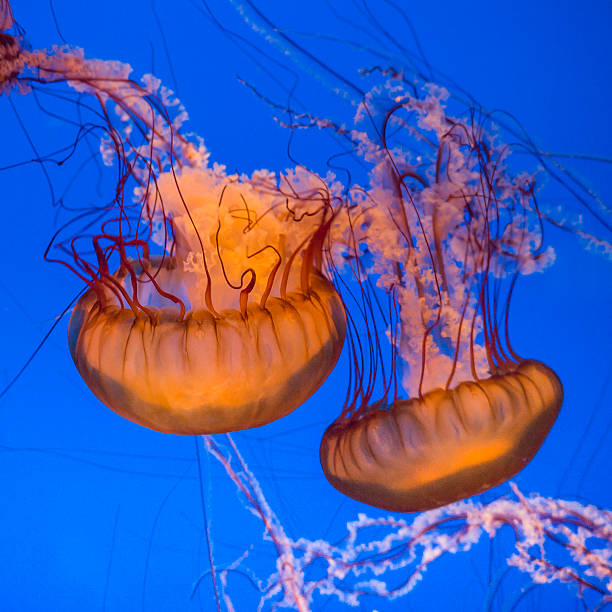 istock jelly fishes in the deep blue ocean 613240018