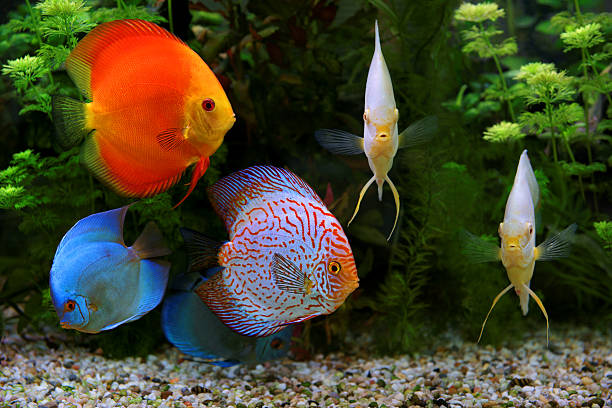 istock Discus (Symphysodon), multi-colored cichlids in the aquarium 613240106