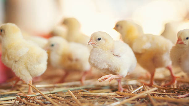 istock Baby chickens at farm 613240322