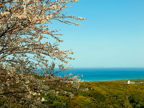 Cherry blossom that bloom in the ocean