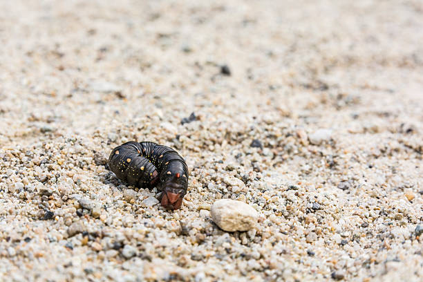 istock Hyles gallii - caterpillar. 613242322