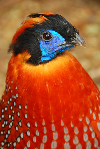 istock Head of an Tragopan temminckii Pheasant 613243876